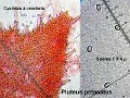 Pluteus petasatus-amf1492-micro